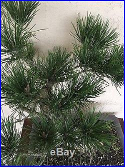 Bonsai, pre bonsai Japanese black pine