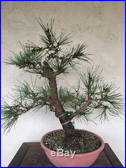 Bonsai, pre bonsai Japanese black pine, Specimen