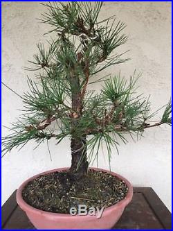 Bonsai, pre bonsai Japanese black pine, Specimen