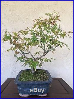 Bonsai, pre bonsai, Specimen Arakawa, cork bark, twin trunk Maple