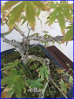 Bonsai, pre bonsai, Specimen Arakawa, cork bark, twin trunk Maple
