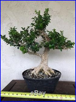 Bonsai, pre bonsai, beautiful base, Old Japanese boxwood specimen