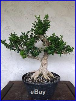 Bonsai, pre bonsai, beautiful base, Old Japanese boxwood specimen