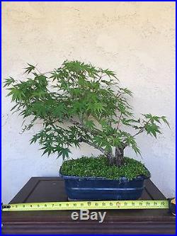 Bonsai, pre bonsai, twin trunk Arakawa cork bark Japanese Maple specimen HTF
