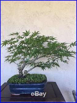 Bonsai, pre bonsai, twin trunk Arakawa cork bark Japanese Maple specimen HTF