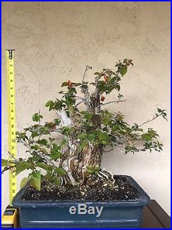 Bonsai, pre bonsai, twin trunk Bougainvillea specimen HTF