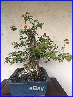 Bonsai, pre bonsai, twin trunk Bougainvillea specimen HTF