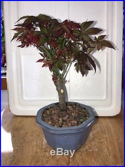 Bonsai red lace leaf Japanese maple great movement 11 years old shohin mame nr