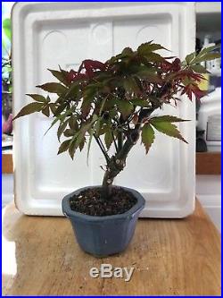 Bonsai red lace leaf Japanese maple great movement 11 years old shohin mame nr