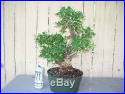 Bonsai specimen, Fukien tea tree, (carmona microphylla) Import. Nice and fat