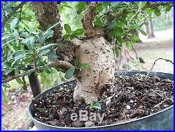 Bonsai specimen, Fukien tea tree, (carmona microphylla) Import. Nice and fat