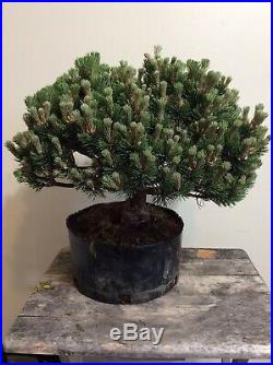 Bonsai treeDwarf mugo Pine Sherwood