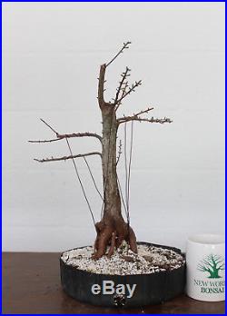 Bonsai tree, Bald Cypress, Advanced Bonsai, Awesome Roots, Shohin #1
