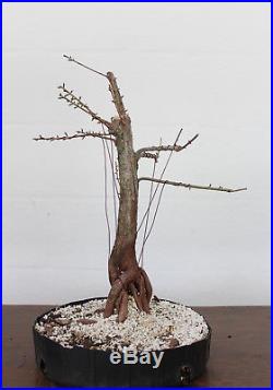 Bonsai tree, Bald Cypress, Advanced Bonsai, Awesome Roots, Shohin #1