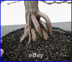 Bonsai tree, Bald Cypress, Advanced Bonsai, Fully Wired, Native Bonsai