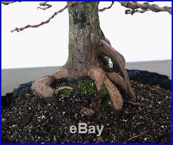 Bonsai tree, Bald Cypress, Advanced Bonsai, Fully Wired, Native Bonsai
