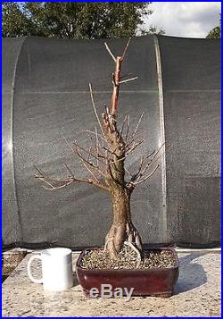 Bonsai tree, Bald Cypress, Beautifully Done Shohin Bonsai, Finished Tree #1