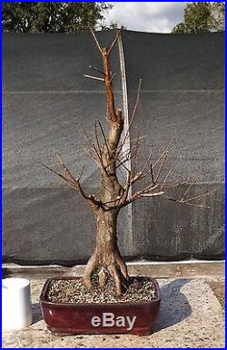 Bonsai tree, Bald Cypress, Beautifully Done Shohin Bonsai, Finished Tree #1