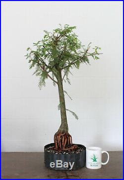 Bonsai tree, Bald Cypress, Exposed Root, Naturalistic Style, Flat Top, Large