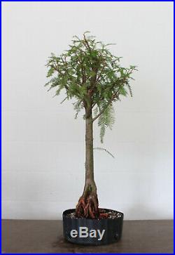 Bonsai tree, Bald Cypress, Exposed Root, Naturalistic Style, Flat Top, Large