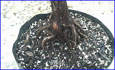 Bonsai tree, Bald Cypress, Taxodium distichum, Prebonsai, No Reserve Auction
