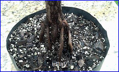 Bonsai tree, Bald Cypress, Taxodium distichum, Prebonsai, No Reserve Auction