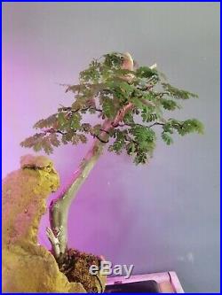 Bonsai tree Brazilian rain tree