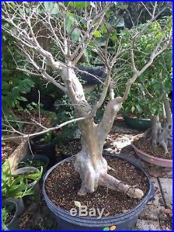 Bonsai tree, Crape Myrtle, Awesome Trunk Specimen Tree