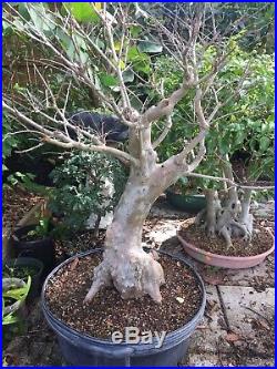 Bonsai tree, Crape Myrtle, Awesome Trunk Specimen Tree