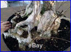 Bonsai tree, Crape Myrtle, Incredible Deadwood and Trunk, Gnarly Old Bonsai