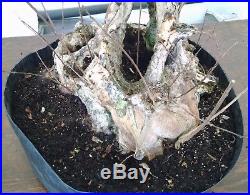Bonsai tree, Crape Myrtle, Incredible Deadwood and Trunk, Gnarly Old Bonsai