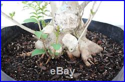 Bonsai tree, Crape Myrtle, Lavander Flowers, Advanced Prebonsai, Awesome Taper