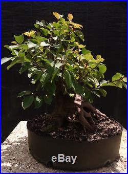 Bonsai tree, Crape Myrtle, Lavander Flowers, Advanced Prebonsai, Awesome Trunk