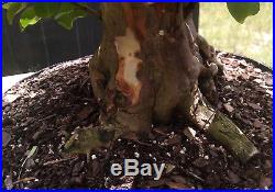 Bonsai tree, Crape Myrtle, Lavander Flowers, Advanced Prebonsai, Awesome Trunk