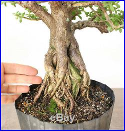 Bonsai tree, Dwarf Jade, True Root Over Rock Style, Unique Specimen