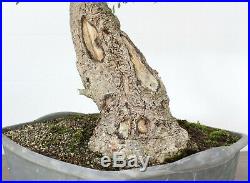 Bonsai tree, Dwarf Yaupon Holly, Massive Trunk, Beautifully Designed, Large Tree