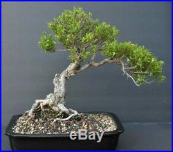 Bonsai tree Dwarf myrtle