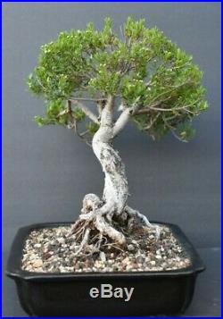 Bonsai tree Dwarf myrtle