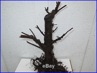 Bonsai tree Flowering crabapple (Malus) pre-bonsai, raw material 7 years old # 1