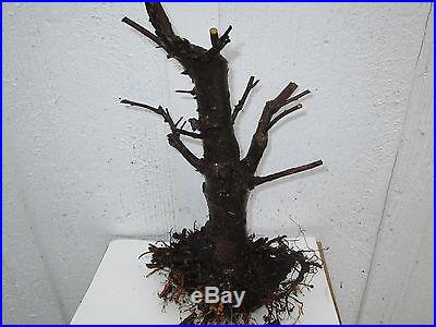 Bonsai tree Flowering crabapple (Malus) pre-bonsai, raw material 7 years old # 1