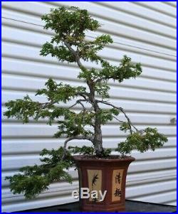 Bonsai tree Hinoki Cypress