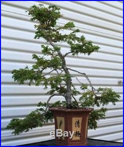Bonsai tree Hinoki Cypress