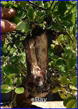 Bonsai tree, Huckleberry, Vaccinium arboreum, Wild Blueberry, Advanced Prebonsai