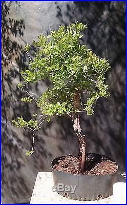 Bonsai tree, Huckleberry, Vaccinium arboreum, Wild Blueberry, Specimen Prebonsai