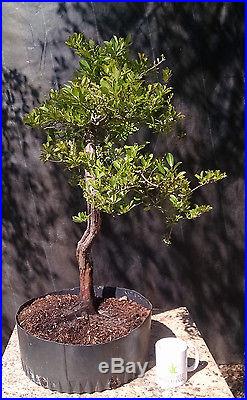 Bonsai tree, Huckleberry, Vaccinium arboreum, Wild Blueberry, Specimen Prebonsai