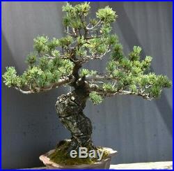 Bonsai tree Japanese 5 needle white pine