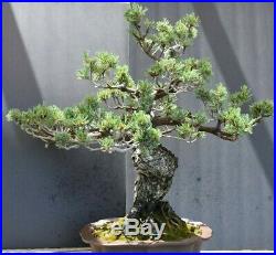Bonsai tree Japanese 5 needle white pine