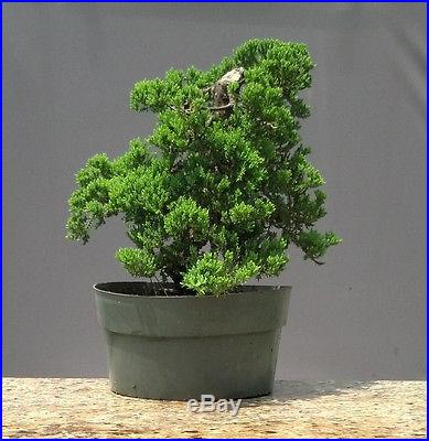 Bonsai tree, Japanese Dwarf Juniper, Procumbens Nana, No reserve Auction