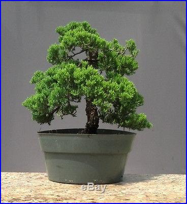 Bonsai tree, Japanese Dwarf Juniper, Procumbens Nana, No reserve Auction
