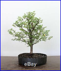 Bonsai tree, Japanese Gray Bark Elm, Zelkova, Informal Upright, A+ base